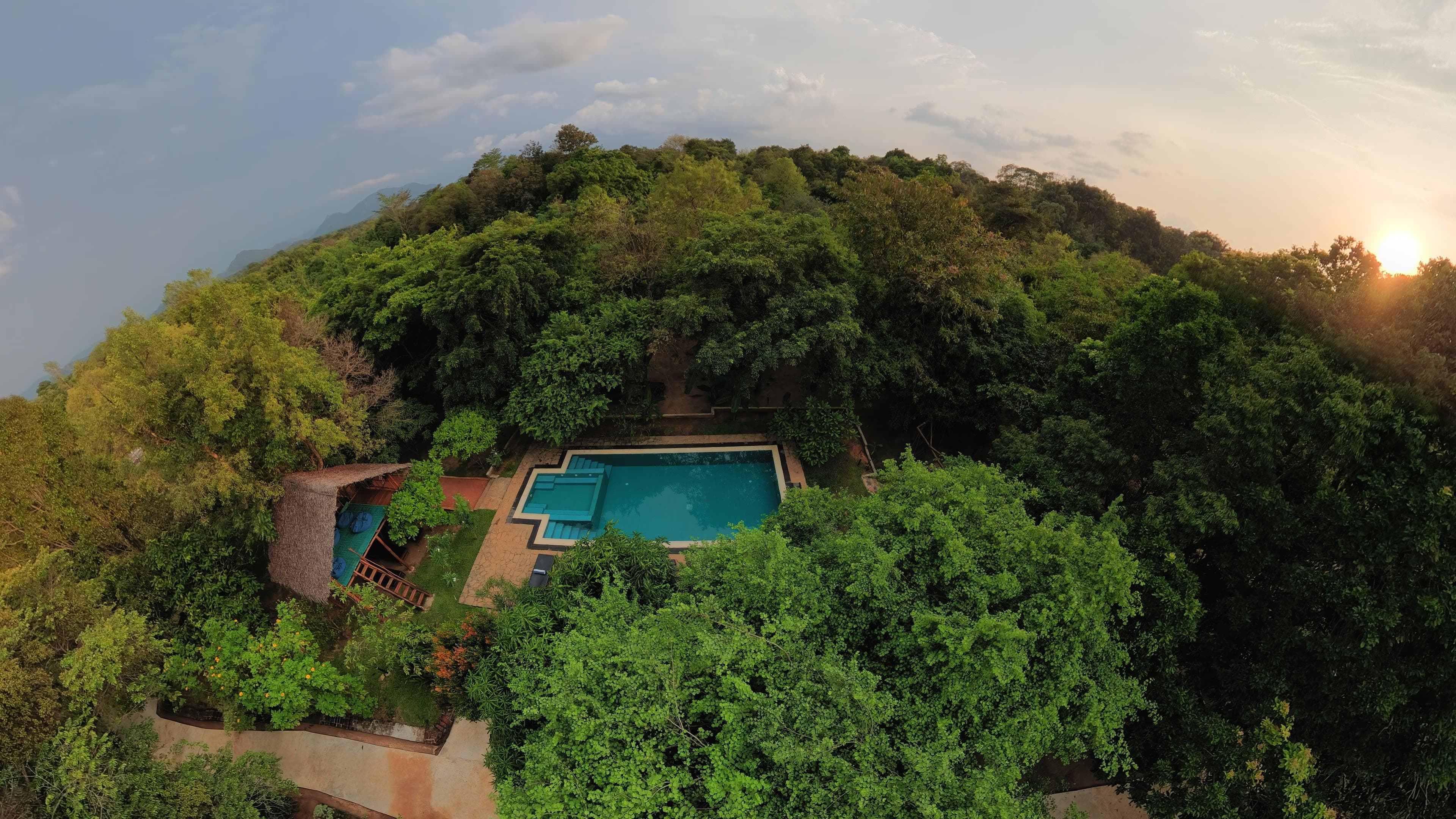 Treetop Panorama
