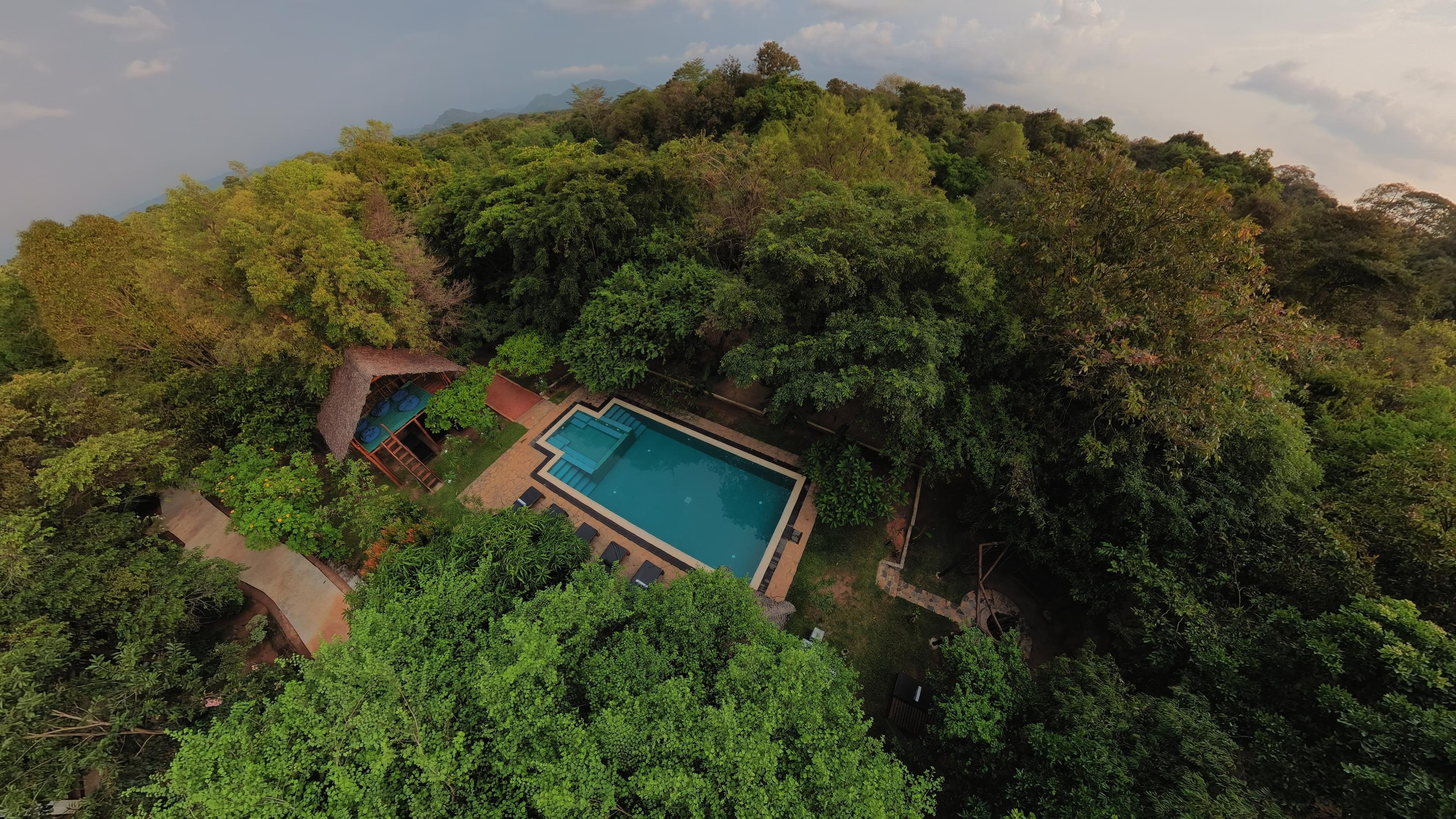 Jungle Canopy