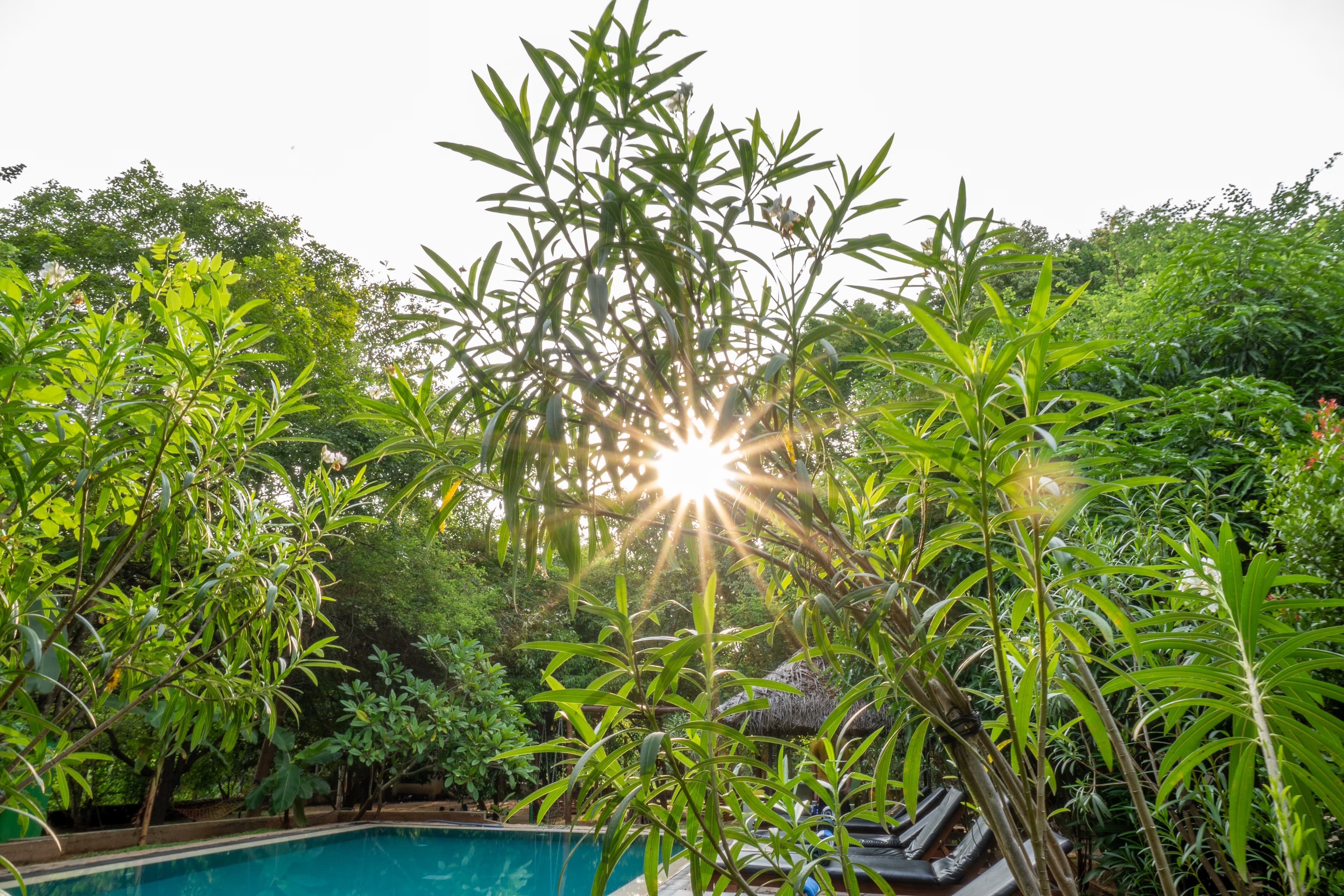 Poolside Morning